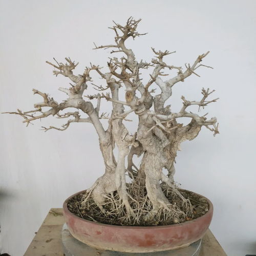 浇水后植物为何突然落叶？原因何在