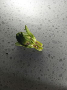 栀子花骨朵为何突然掉落？