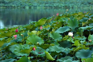 荷塘月色，声光电秀