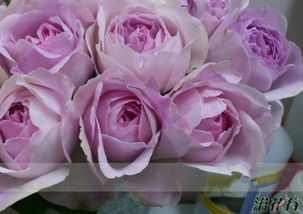 月季花色艳丽，哪个品种才是佼佼者？