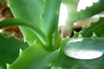 芦荟：天然的修复专家