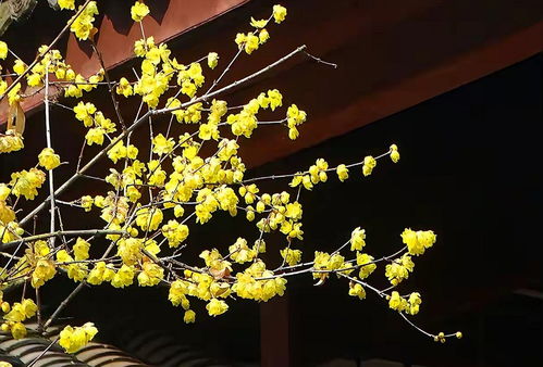 腊梅的常见品种