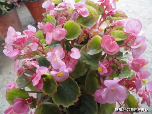 五月植物长旺盛季节