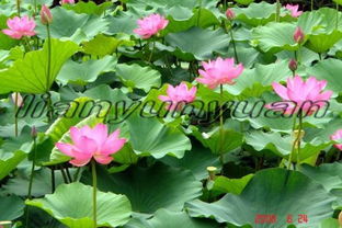 盆栽荷花入冬前的准备