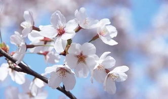 日本樱花，这朵春天的使者