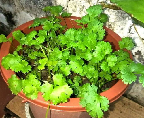 土壤的智慧：因地制宜， 种植无忧