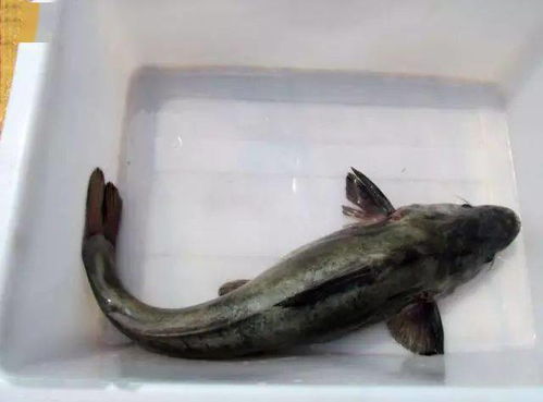 2026年叉鱼和叉尾鮰鱼的价格是多少一斤？有没有具体的市场行情？