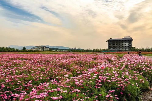 那些花花的秘密