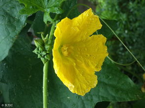 丝瓜的营养盛宴