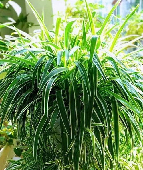 秋天路上的惊喜：银杏果变盆栽记