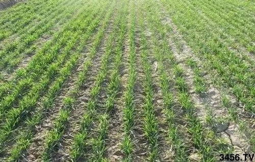 播种时间卡死点