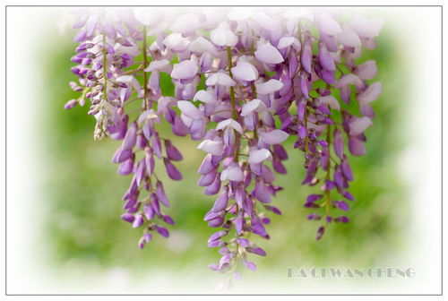 紫藤花：是观赏花卉还是造型植物？