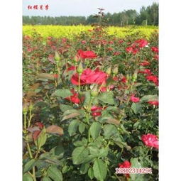 红帽月季的种植与管理