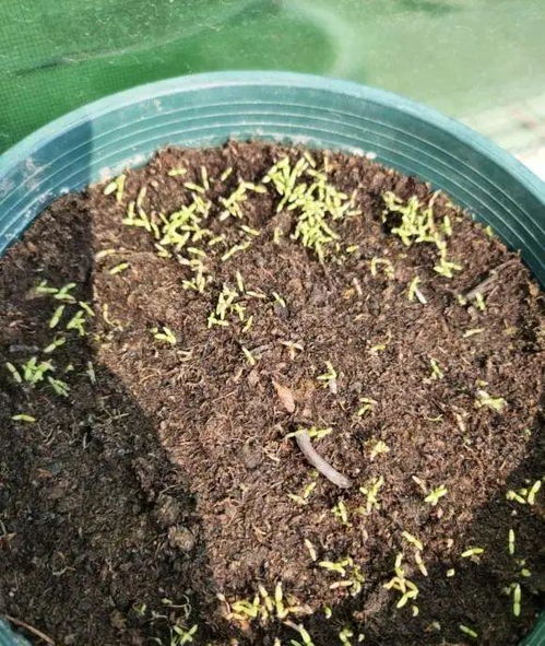 五针松种子的种植时机揭秘