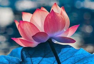 旱荷花图片哪里找？海量美图等你来发现