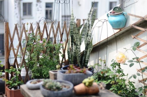 寻找夏日露台花朵：耐晒又招蝴蝶