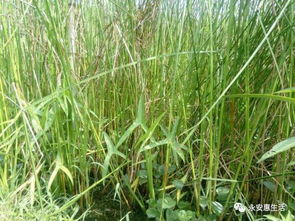 地肤种植的秘密：关键月份揭秘