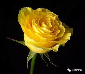月季花的魅力：比利时Lens月季公司的创新之旅