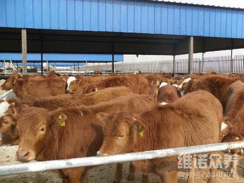2026年育肥猪饲料配方中，玉米和豆粕的比例是多少？