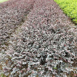 养它也不容易哦