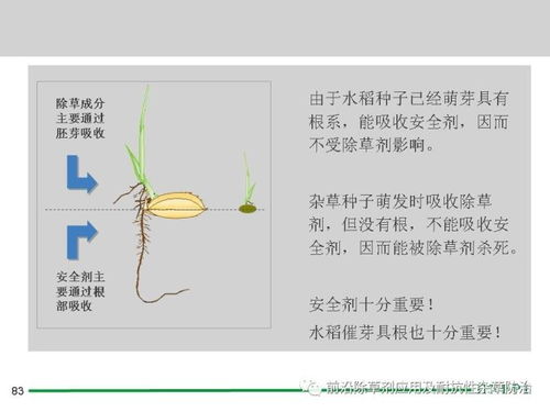 这款日本水稻直播田除草剂专用，对水稻生长有影响吗？