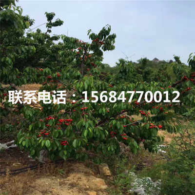 优质苗木， 让你的园林梗美丽