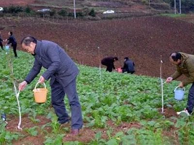 植物防冻剂：冬季里的守护者