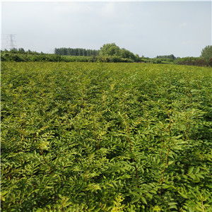 苗木界的“顶流”：容器苗的优势揭秘