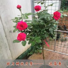 月季花中的红色蕾丝：花期的奥秘与种植时节的探寻