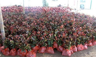 避开水湿之地， 红叶石楠喜干燥