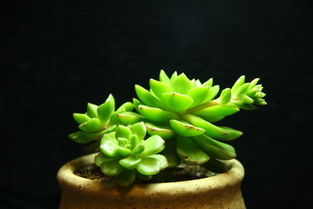 多肉植物褪色了？别慌，我来教你如何养护恢复鲜艳色泽