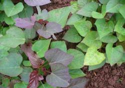 番薯是个啥东西