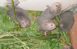 竹鼠养殖大户面临成本高、利润低的问题