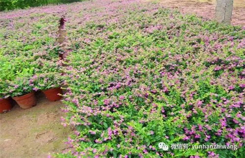 修剪与繁殖，细节是关键