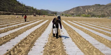 地膜覆盖， 增产有秘诀
