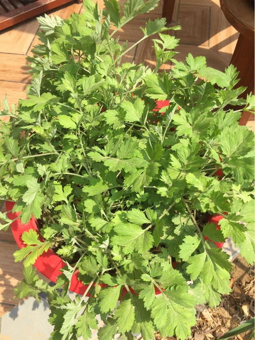 阳台花种选什么？驱蚊又漂亮！