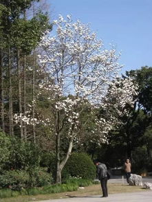 这些树，它们的名字和样子，有什么含义呢？