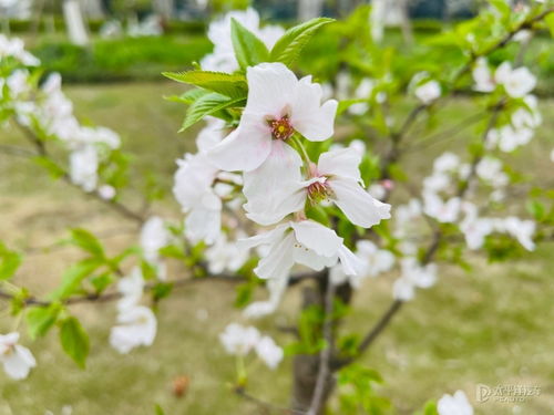 春天来了草长莺飞，哪种草蕞适合编织草帽呢？