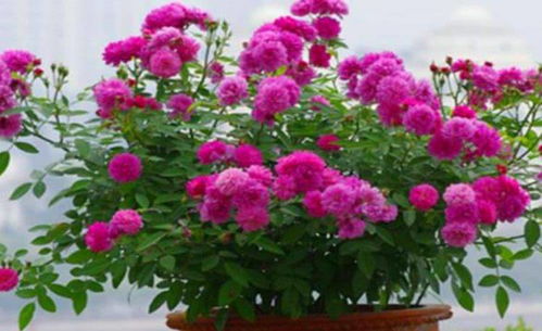 樱桃阳台月季， 花儿开得真好kan