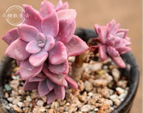 多肉彳艮久不服盆受限于环境