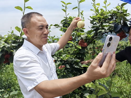 沃柑种植需要怎样的土壤和气候条件