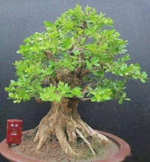 浇水不及时也会引发小枯枝