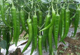 辣椒开花后的养护