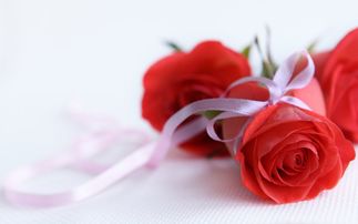 玫瑰如何自然传播花种？果实落地后