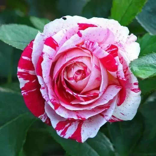 五月月季养护，施肥技巧大揭秘！