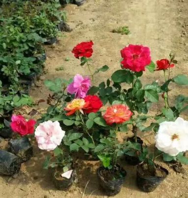 月季小苗的养护经验分享