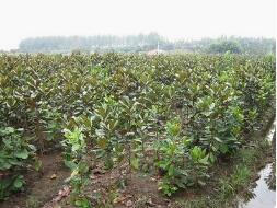 种雪松苗的学问，亩种多少株才是真的妙？