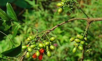 Q：为啥别人的苗粗我的像豆芽？