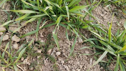 大蒜苗期除草剂的选择原则