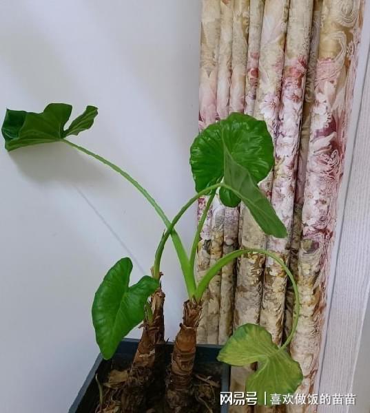 揭秘：糖胶树的毒性与香气之谜，农业种植必知！